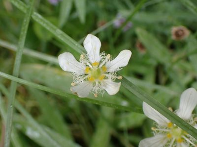 Parnassia fimbriata, photographed by Randal