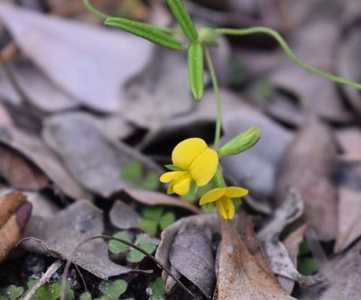 Rhynchosia leucoscias, photographed by Justin Ponder