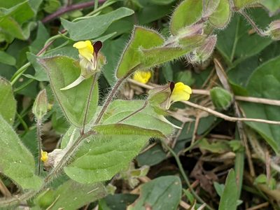 Kickxia spuria, photographed by euanmck