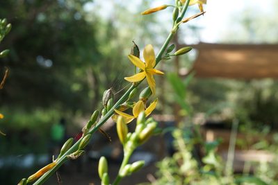 Echeandia texensis, photographed by Center for Urban Ecology