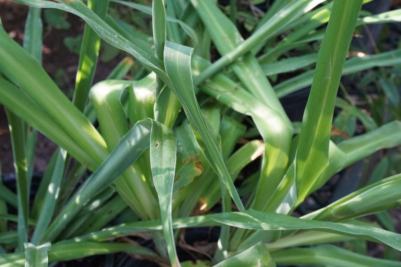 Echeandia texensis, photographed by Center for Urban Ecology