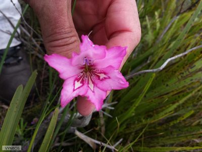 Gladiolus ornatus, photographed by Chris Vynbos