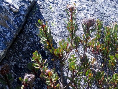 Protea rupicola, photographed by Di Turner
