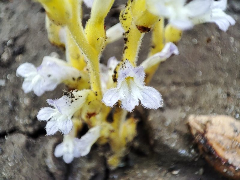 Orobanche ramosa, photographed by xulescu_g