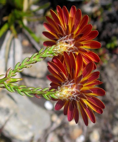 Oedera decussata, photographed by Di Turner