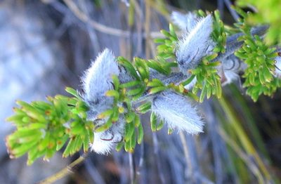 Aspalathus congesta, photographed by Di Turner
