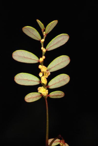 Phyllanthus pentaphyllus, photographed by Douglas Goldman