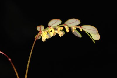 Phyllanthus pentaphyllus, photographed by Douglas Goldman