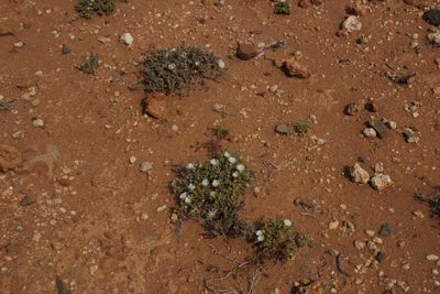 Drosanthemum eburneum, photographed by Tony Rebelo