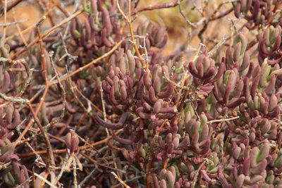 Mesembryanthemum tetragonum, photographed by Tony Rebelo