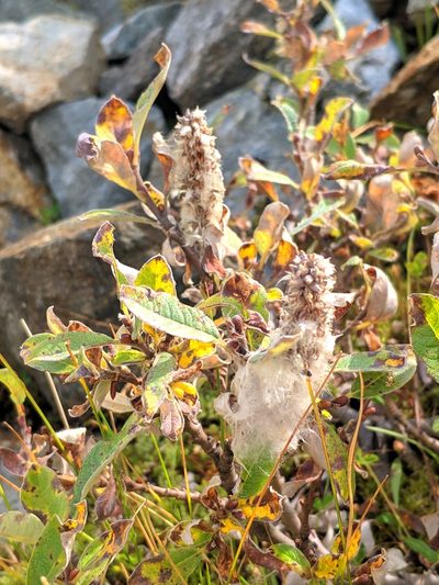 Salix helvetica, photographed by Denys Vynokurov