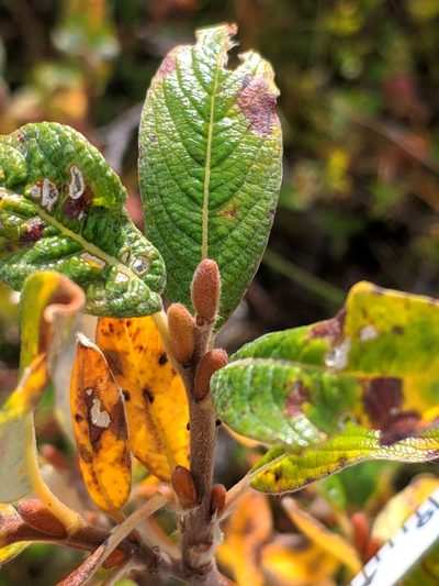 Salix helvetica, photographed by Denys Vynokurov
