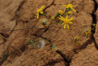 Senecio cardaminifolius, photographed by Tony Rebelo