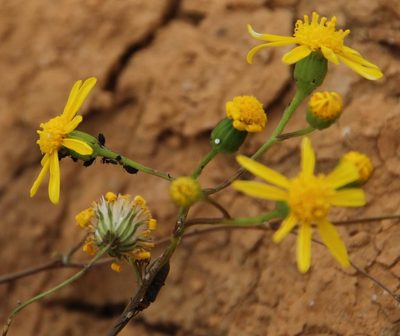 Senecio cardaminifolius, photographed by Tony Rebelo