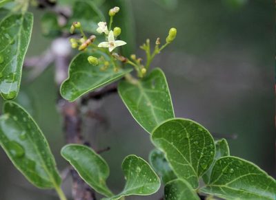 Canthium armatum, photographed by Wynand Uys