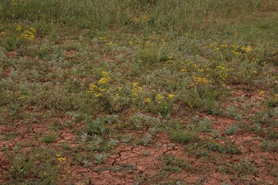 Senecio cardaminifolius, photographed by Tony Rebelo
