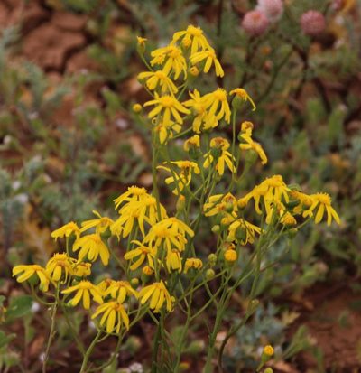 Senecio cardaminifolius, photographed by Tony Rebelo
