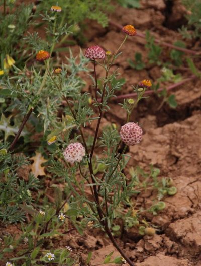 Lasiospermum brachyglossum, photographed by Tony Rebelo