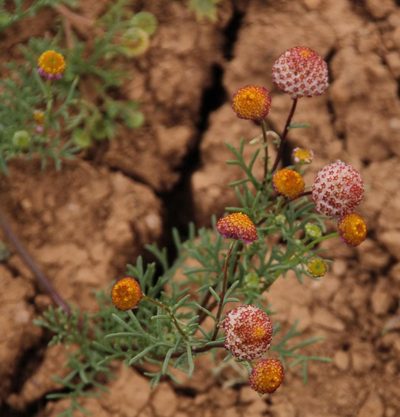 Lasiospermum brachyglossum, photographed by Tony Rebelo