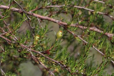 Cliffortia repens, photographed by Brian du Preez