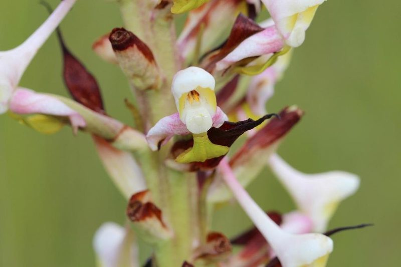 Disa cooperi, photographed by Brian du Preez