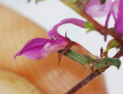 Indigofera semota, photographed by Brian du Preez