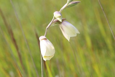 Gladiolus papilio, photographed by Brian du Preez