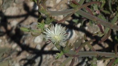 Mesembryanthemum geniculiflorum, photographed by Shaun Swanepoel