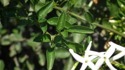 Jasminum angulare, photographed by Shaun Swanepoel