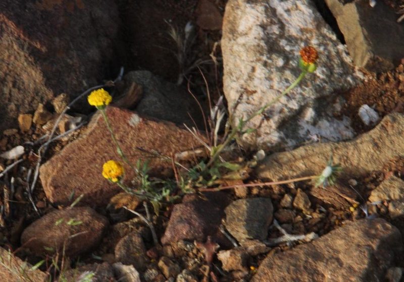 Senecio glutinosus, photographed by Tony Rebelo