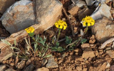 Senecio glutinosus, photographed by Tony Rebelo