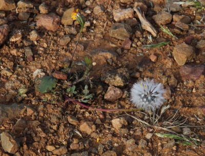 Senecio glutinosus, photographed by Tony Rebelo