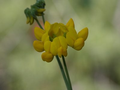 Coronilla juncea, photographed by Yves Bas