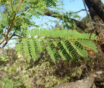 Albizia harveyi, photographed by M Kriek