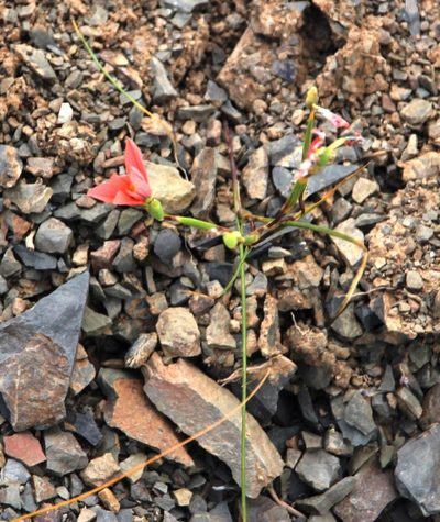 Moraea fenestrata, photographed by Tony Rebelo