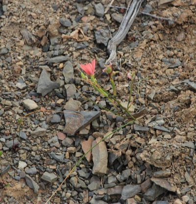 Moraea fenestrata, photographed by Tony Rebelo