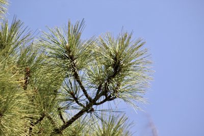 Pinus engelmannii, photographed by CK2AZ