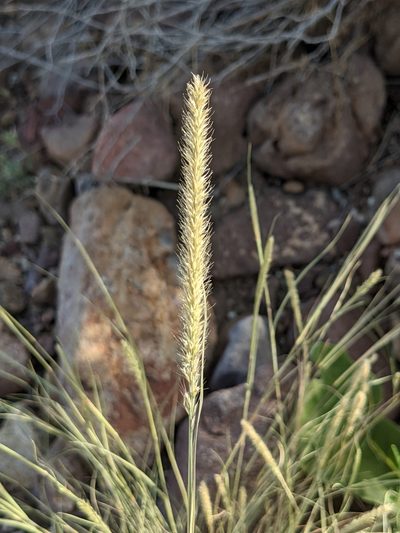 Muhlenbergia alopecuroides, photographed by Dominic Gentilcore