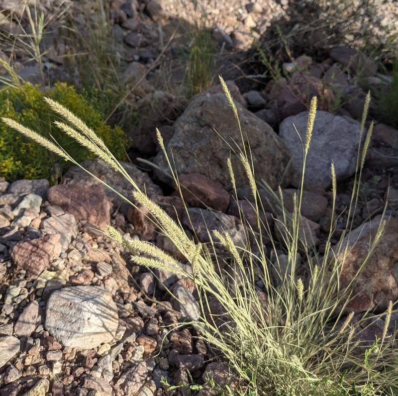 Muhlenbergia alopecuroides, photographed by Dominic Gentilcore