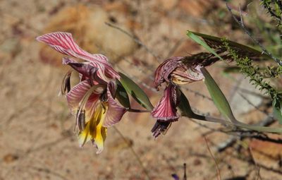 Gladiolus virescens, photographed by Tony Rebelo