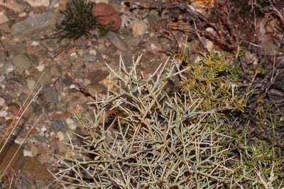 Calobota pungens, photographed by Brian du Preez