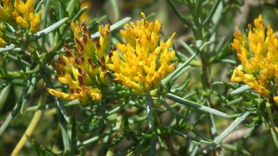 Pteronia paniculata, photographed by Shaun Swanepoel