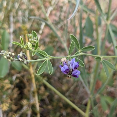 Pediomelum tenuiflorum, photographed by Dominic Gentilcore