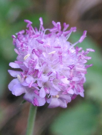 Scabiosa triandra, photographed by Yves Bas