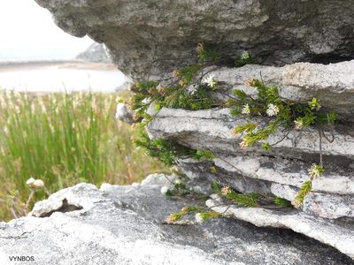 Stilbe rupestris, photographed by Chris Vynbos