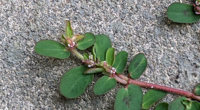 Euphorbia humistrata, photographed by Joseph Aubert