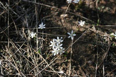 Pauridia pygmaea, photographed by Jacques van der Merwe