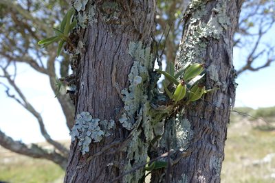 Angraecum rutenbergianum, photographed by Romer N. Rabarijaona