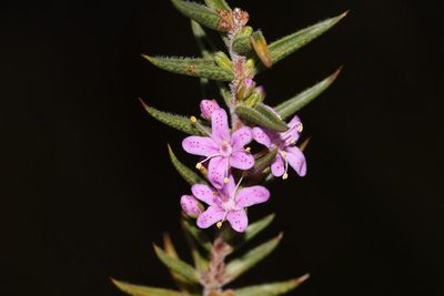 Agathosma pungens, photographed by Brian du Preez