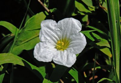 Nierembergia calycina, photographed by Hugo Hulsberg